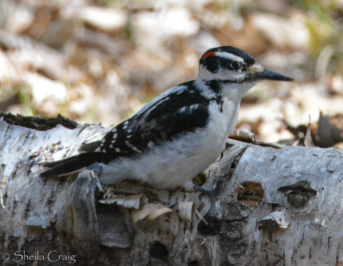 Hairy Woodpecker (Eastern) - Sheila Craig