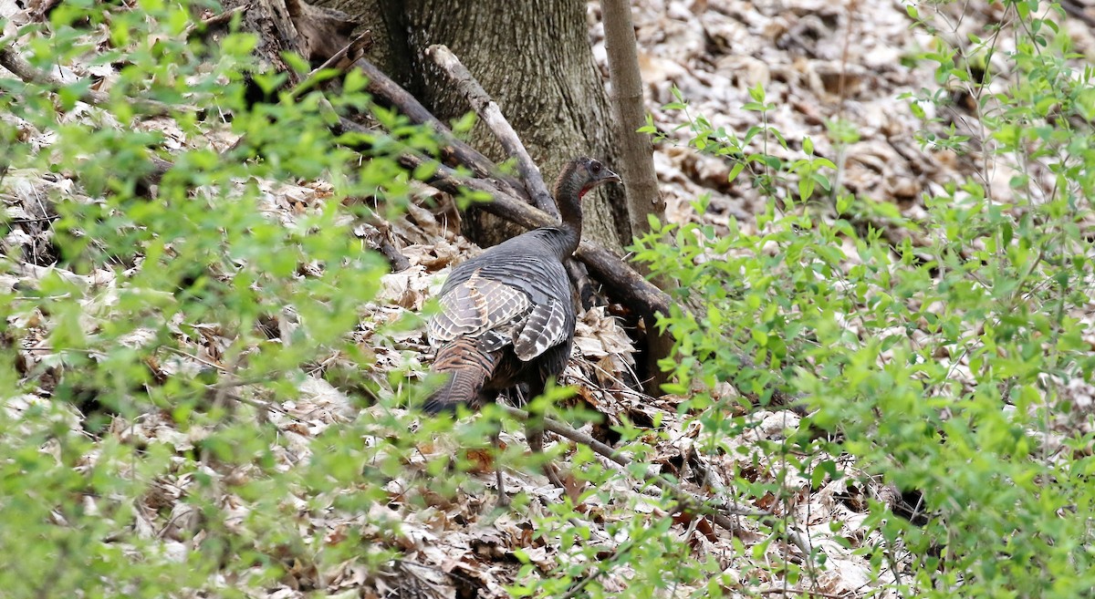 Wild Turkey - ML155703271