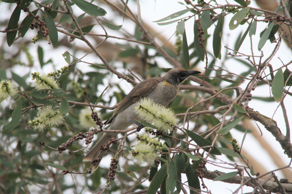 Little Friarbird - ML155703711
