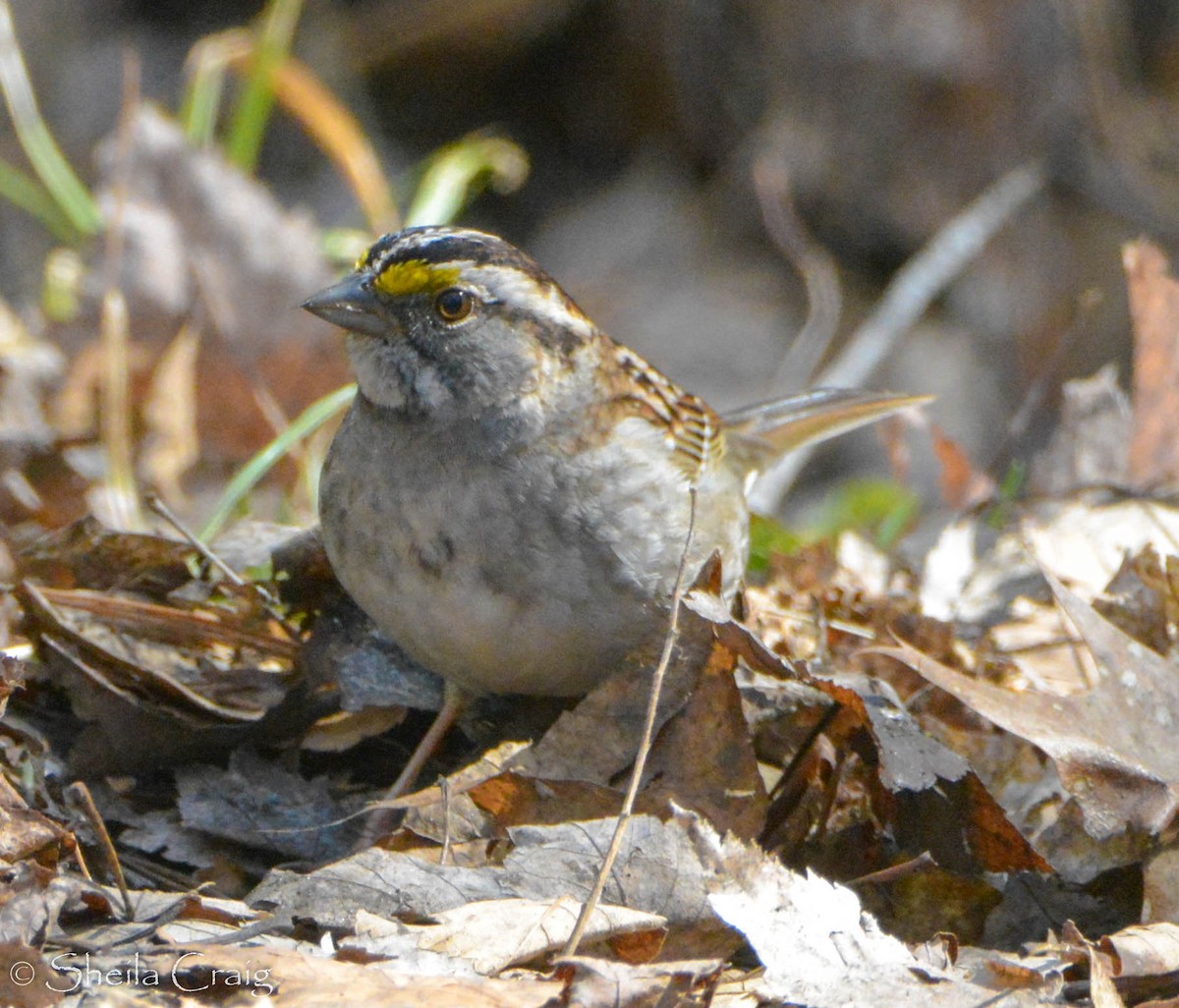 White-throated Sparrow - Sheila Craig