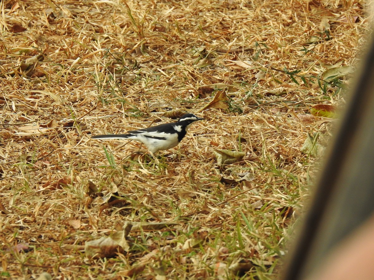 African Pied Wagtail - ML155706501
