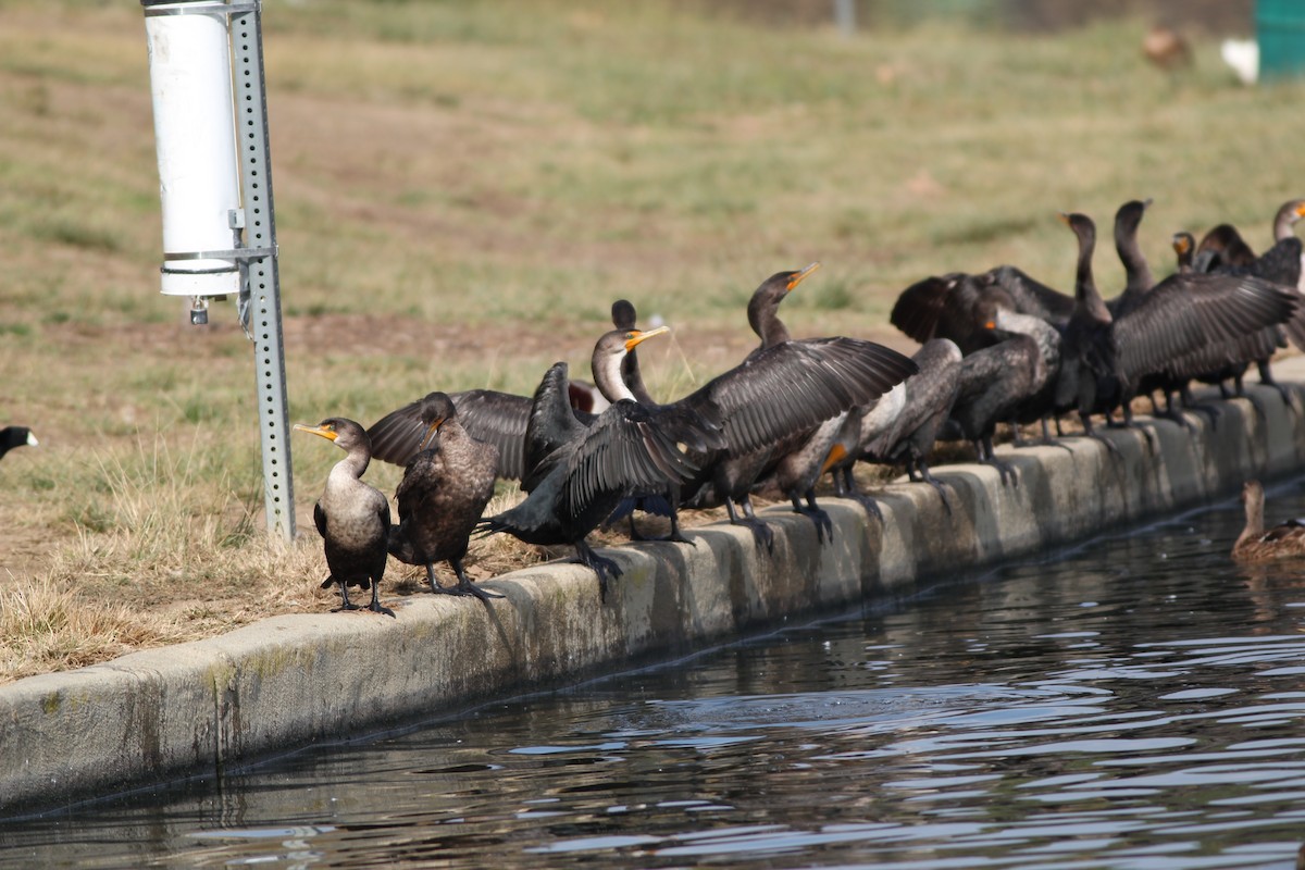Double-crested Cormorant - Jeffrey Mann