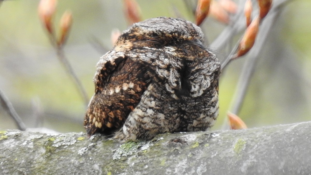 Eastern Whip-poor-will - shelley seidman