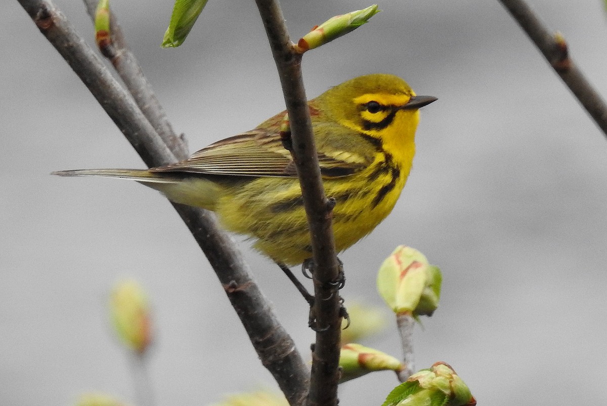 Prairie Warbler - shelley seidman