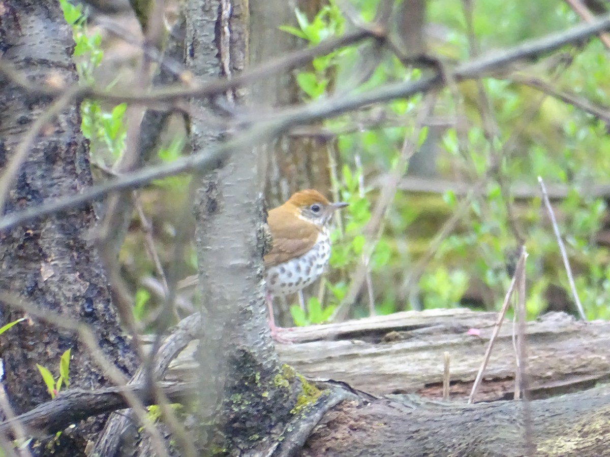 Wood Thrush - ML155711501