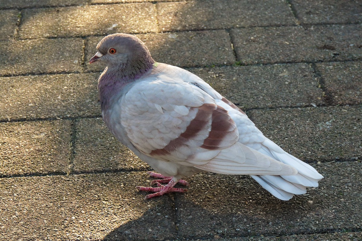 Rock Pigeon (Feral Pigeon) - ML155712041