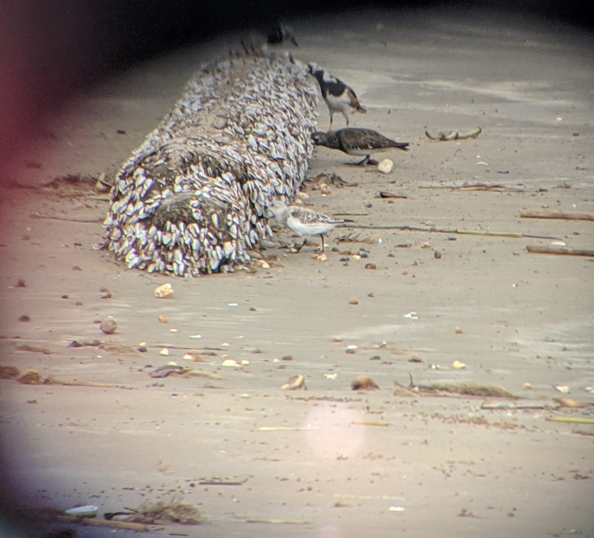 Black Turnstone - ML155713071