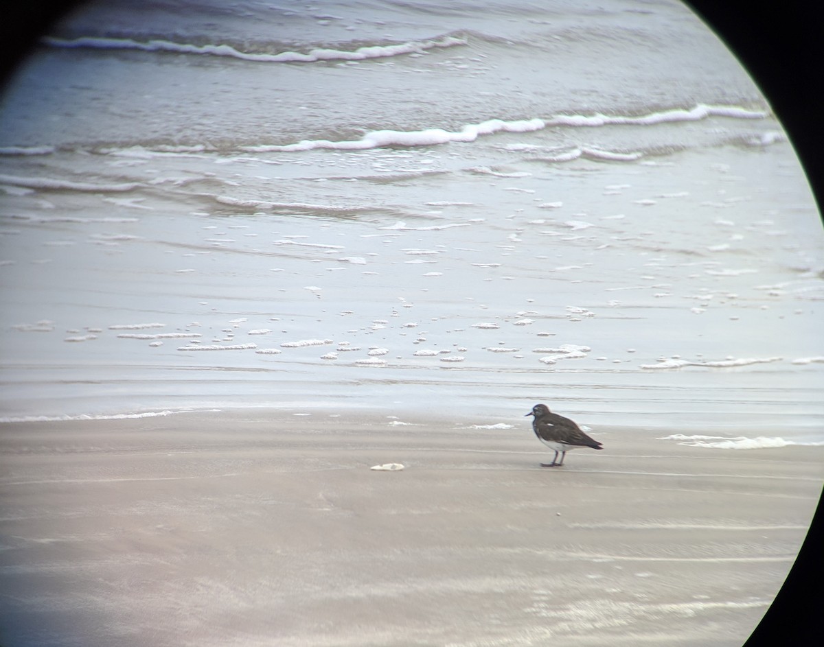 Black Turnstone - ML155713081