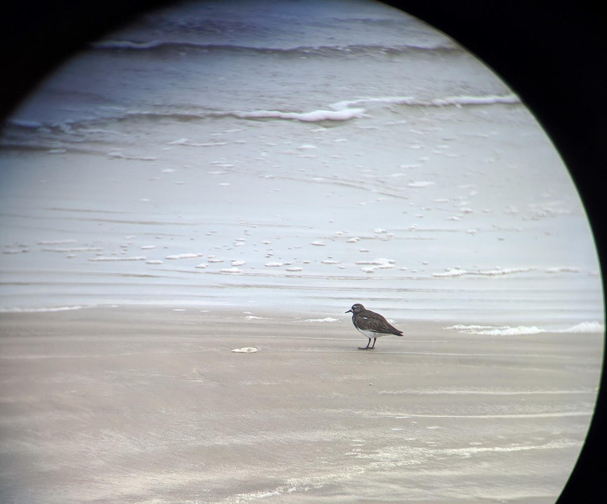 Black Turnstone - ML155713091