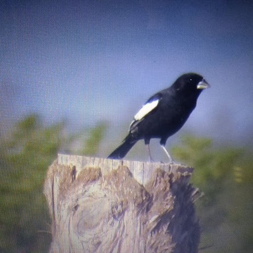 Lark Bunting - John Schijf