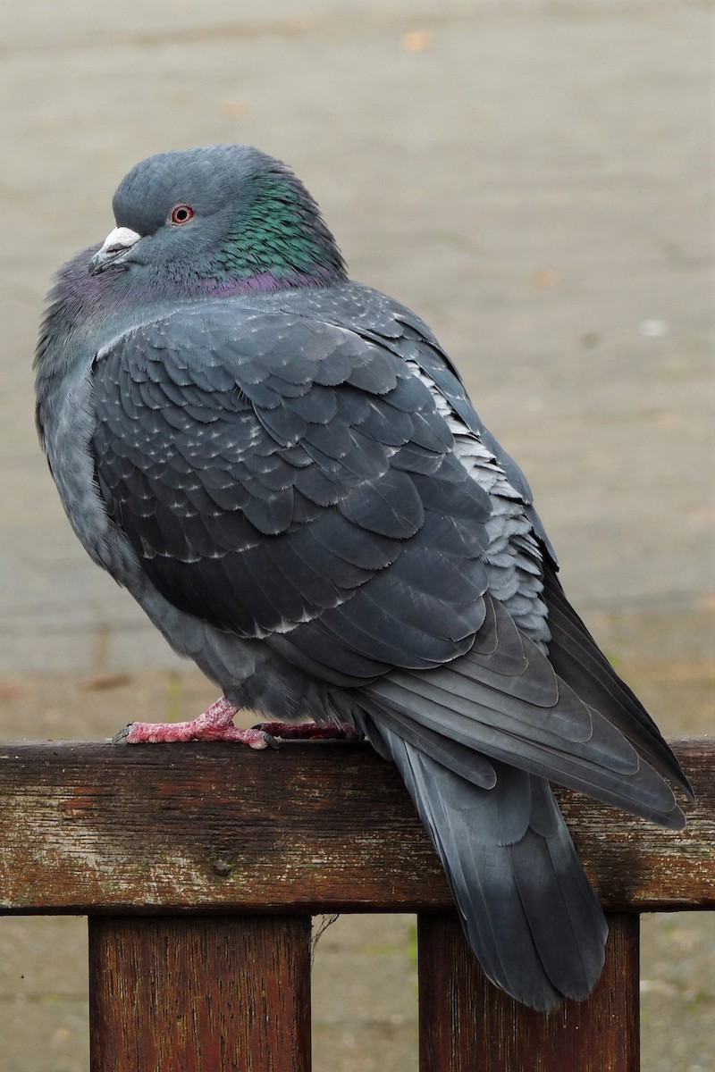 Rock Pigeon (Feral Pigeon) - ML155714311