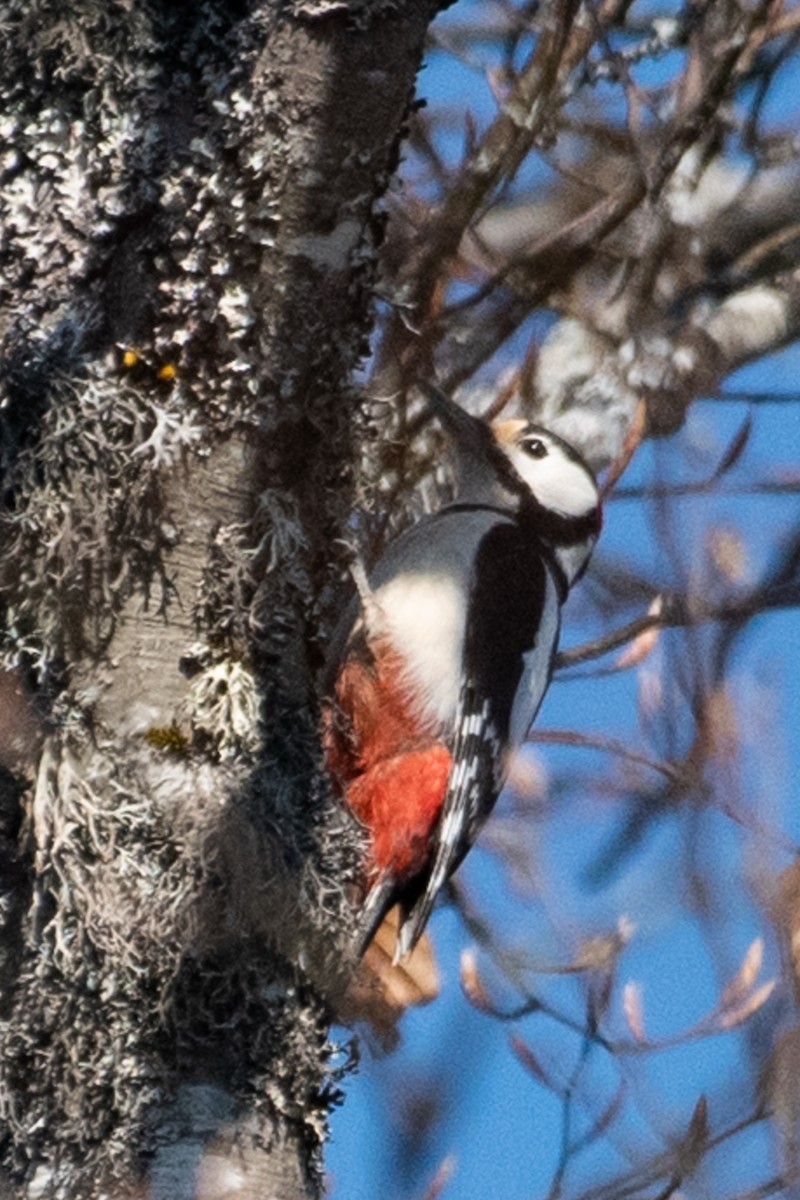Great Spotted Woodpecker - Adam Jackson