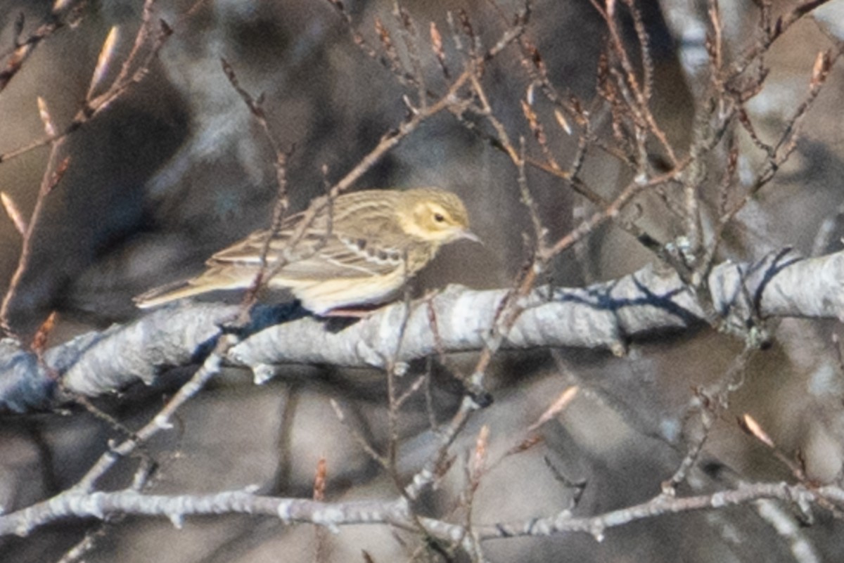 Tree Pipit - ML155715501