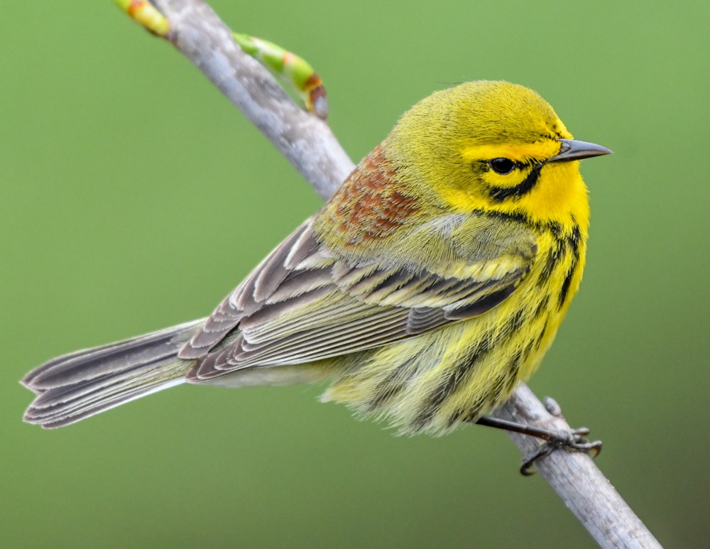 Prairie Warbler - josh Ketry