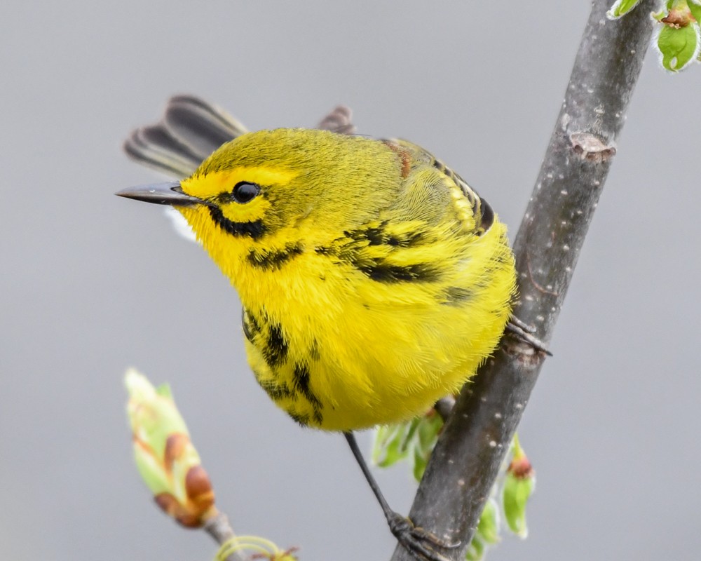 Prairie Warbler - josh Ketry