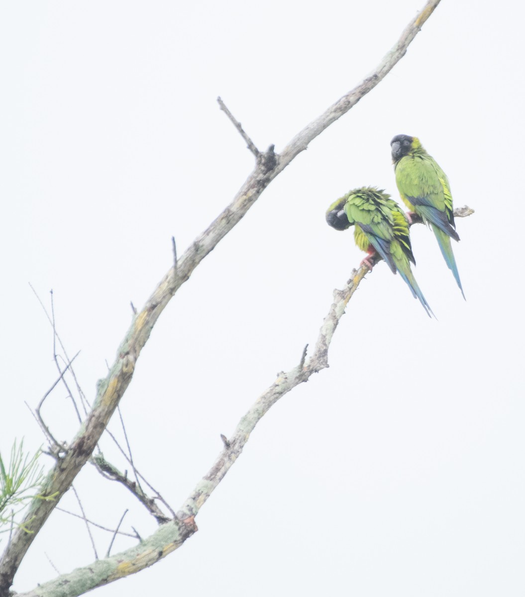 Nanday Parakeet - ML155718021