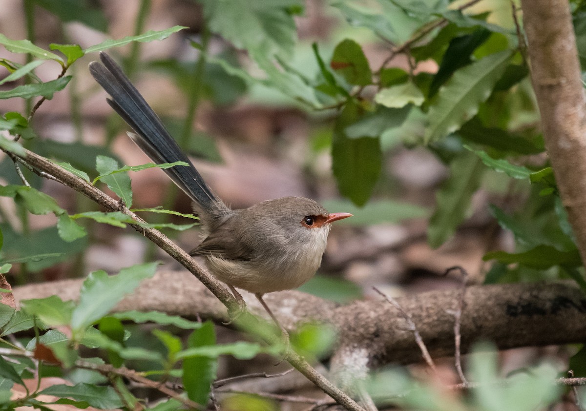 Variegated Fairywren - ML155718031