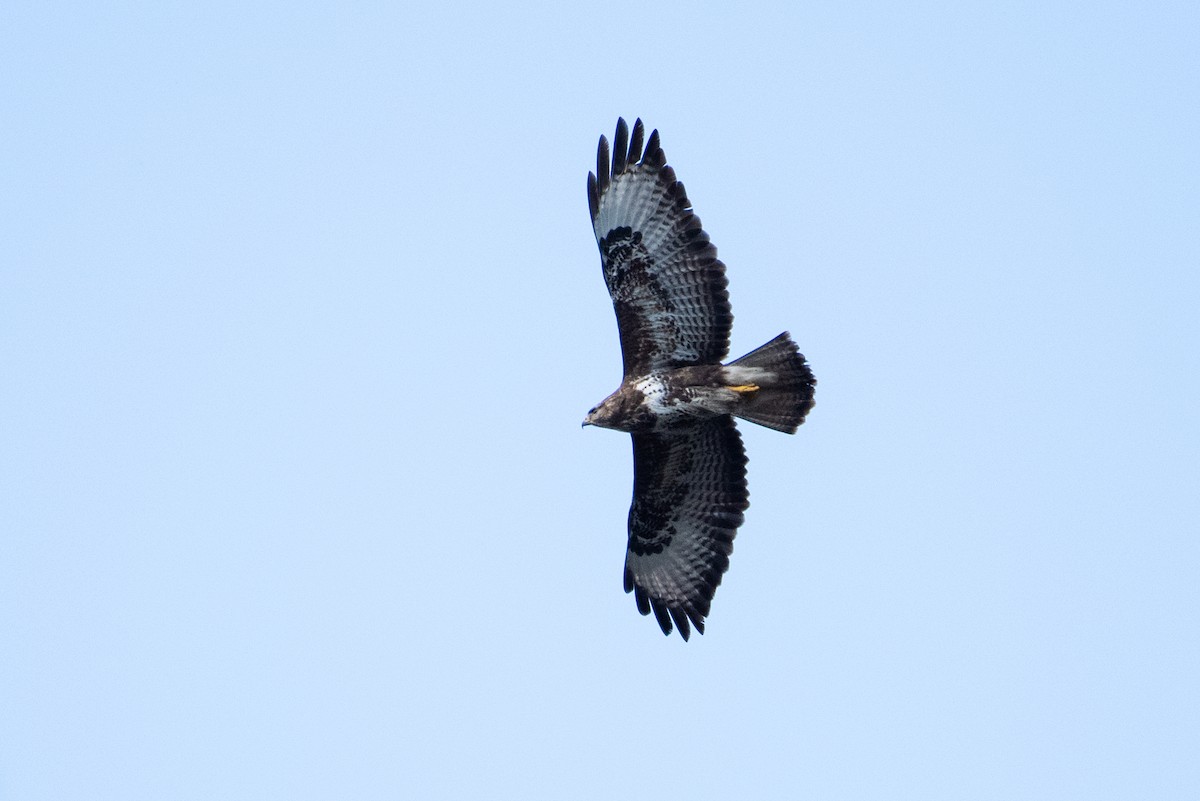 Common Buzzard - ML155718091