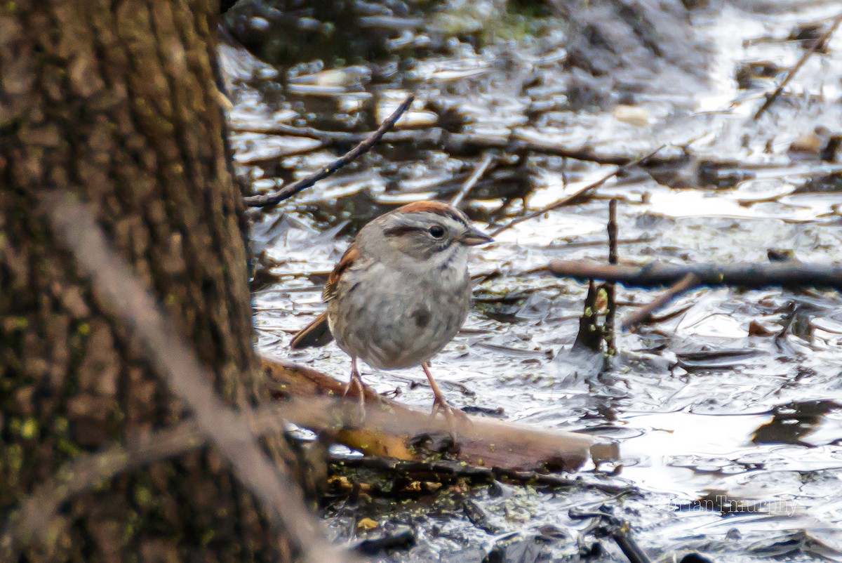 Swamp Sparrow - Brian Murphy