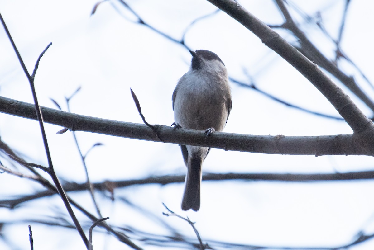 Marsh Tit - ML155720211