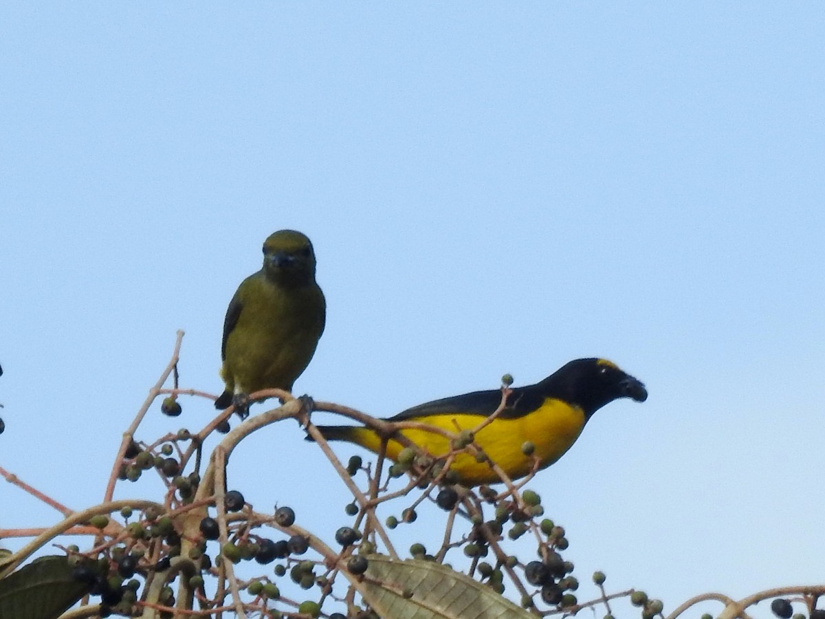 Scrub Euphonia - ML155721741