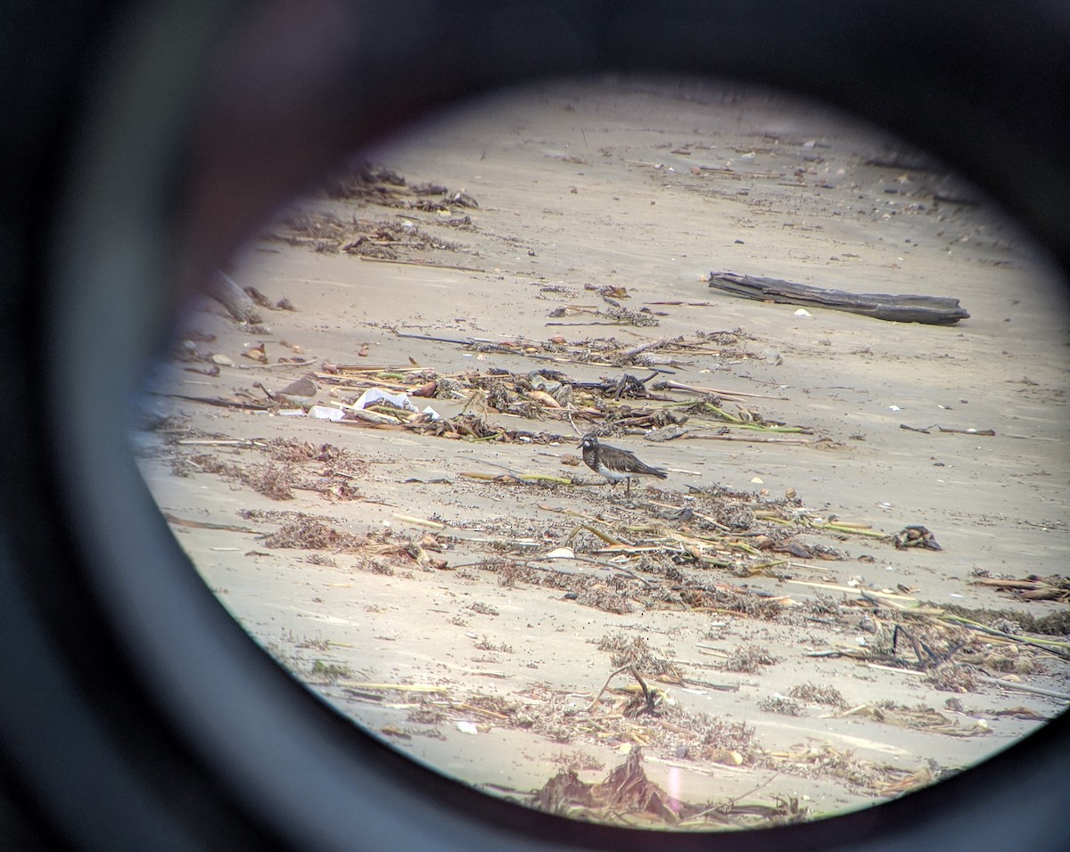 Black Turnstone - ML155721761