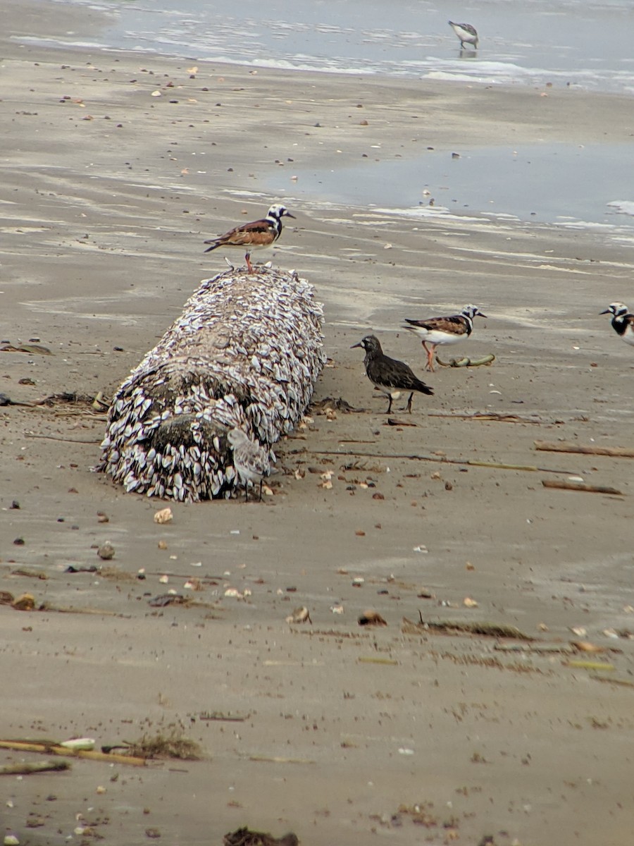 Black Turnstone - ML155721951