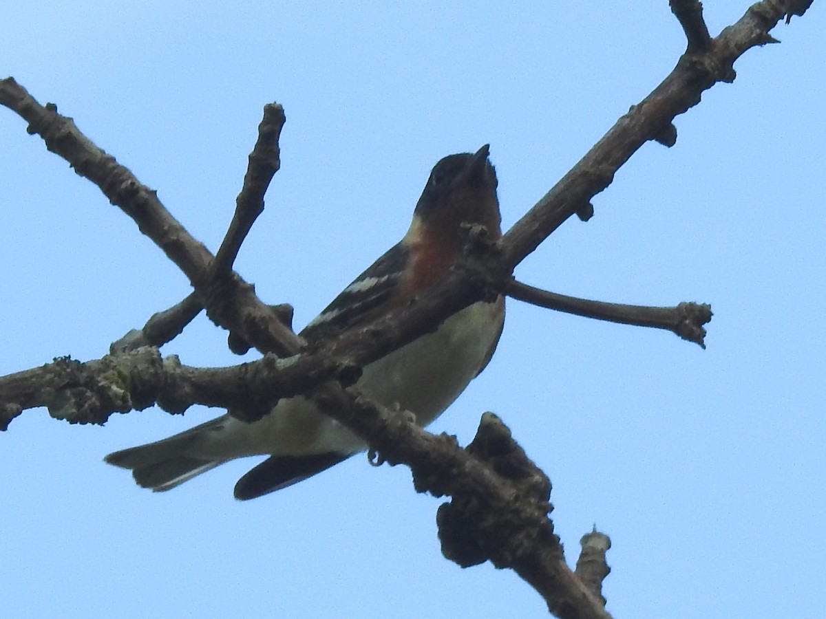 Bay-breasted Warbler - ML155722041