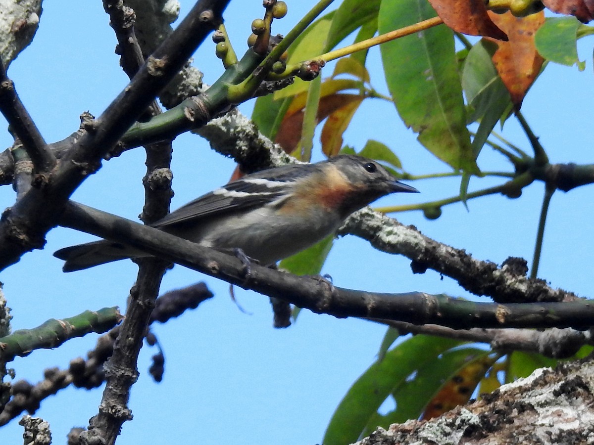 Paruline à poitrine baie - ML155722081