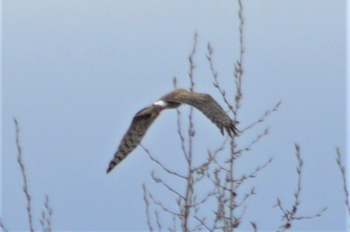 Northern Harrier - ML155722251