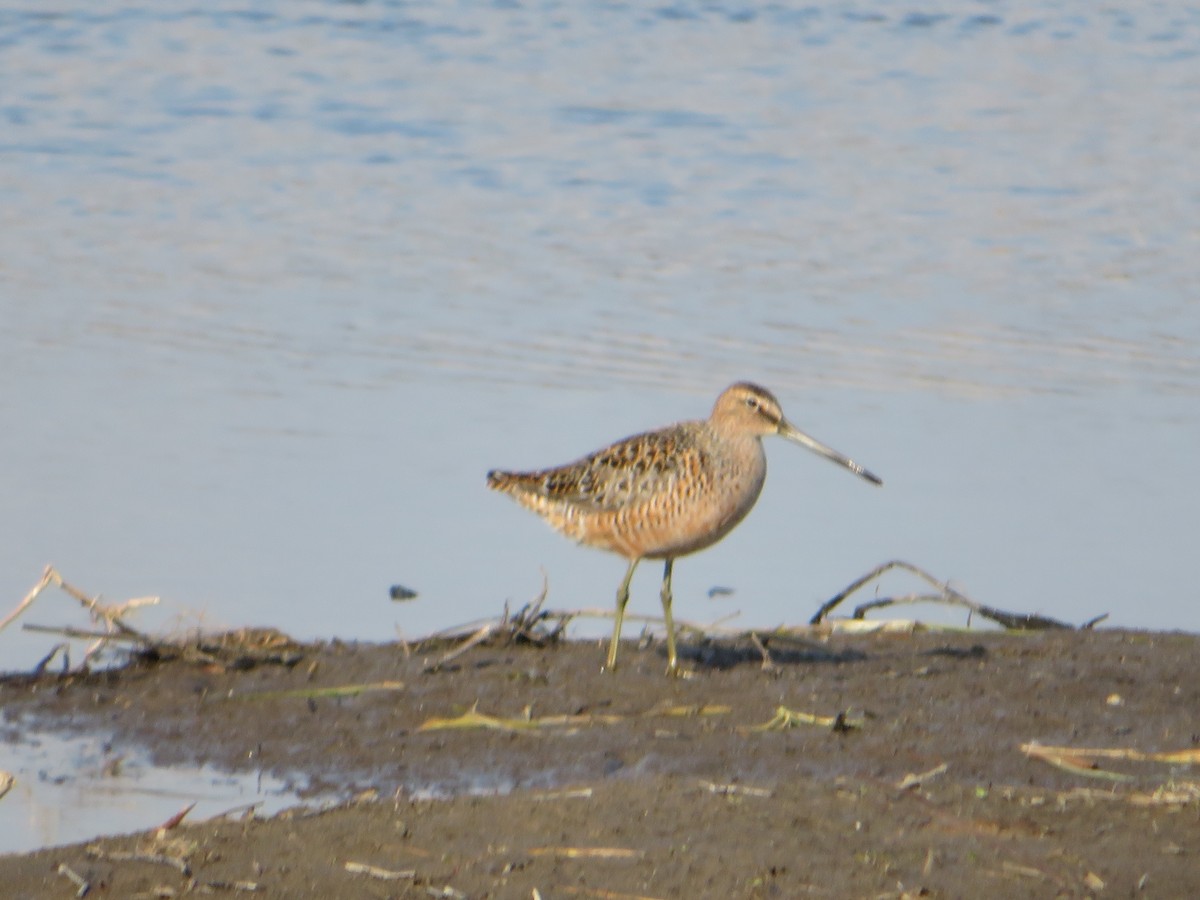 Short-billed Dowitcher - ML155722651