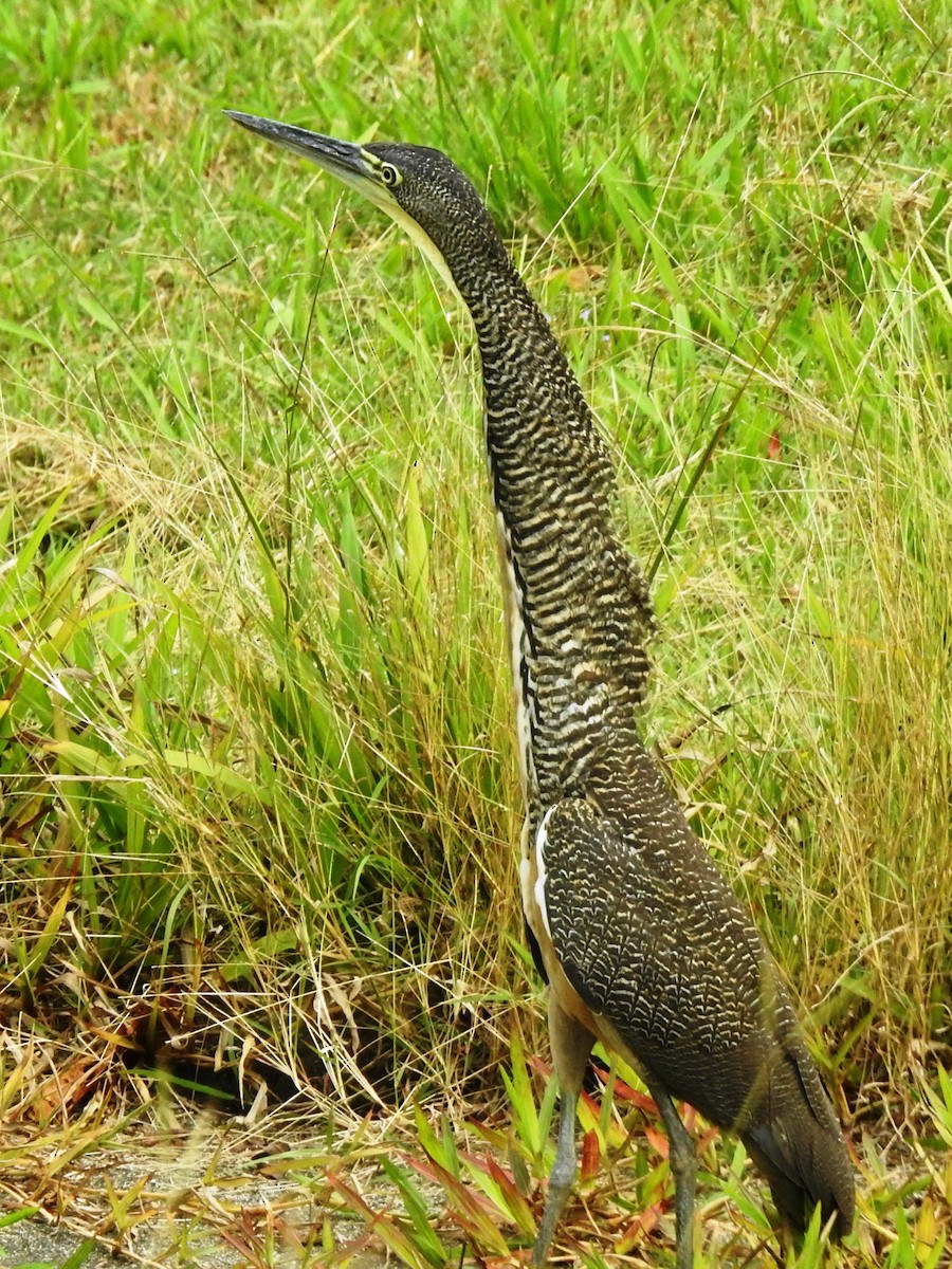 Bare-throated Tiger-Heron - ML155722671