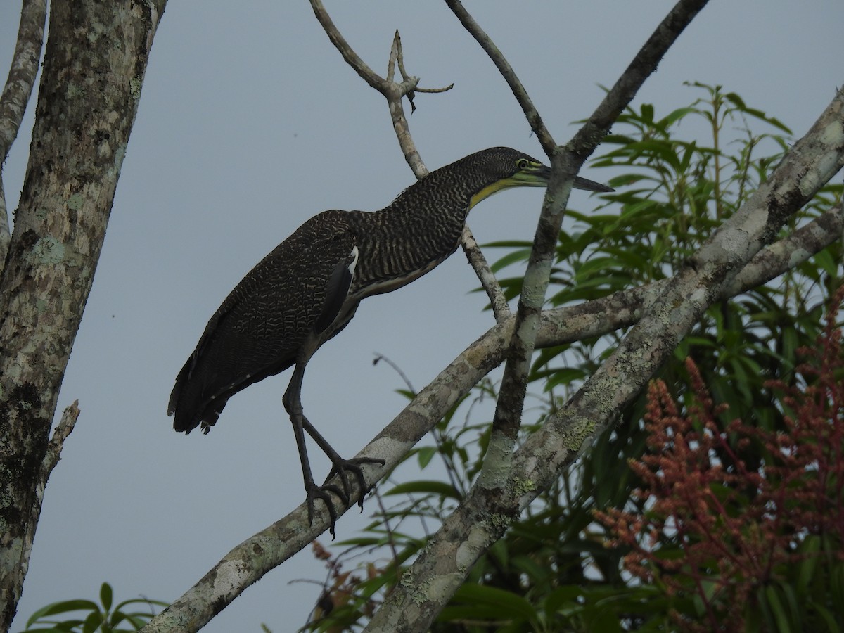 Bare-throated Tiger-Heron - ML155722721