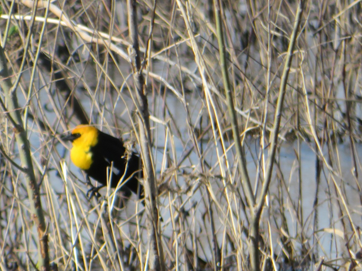 Yellow-headed Blackbird - ML155722981