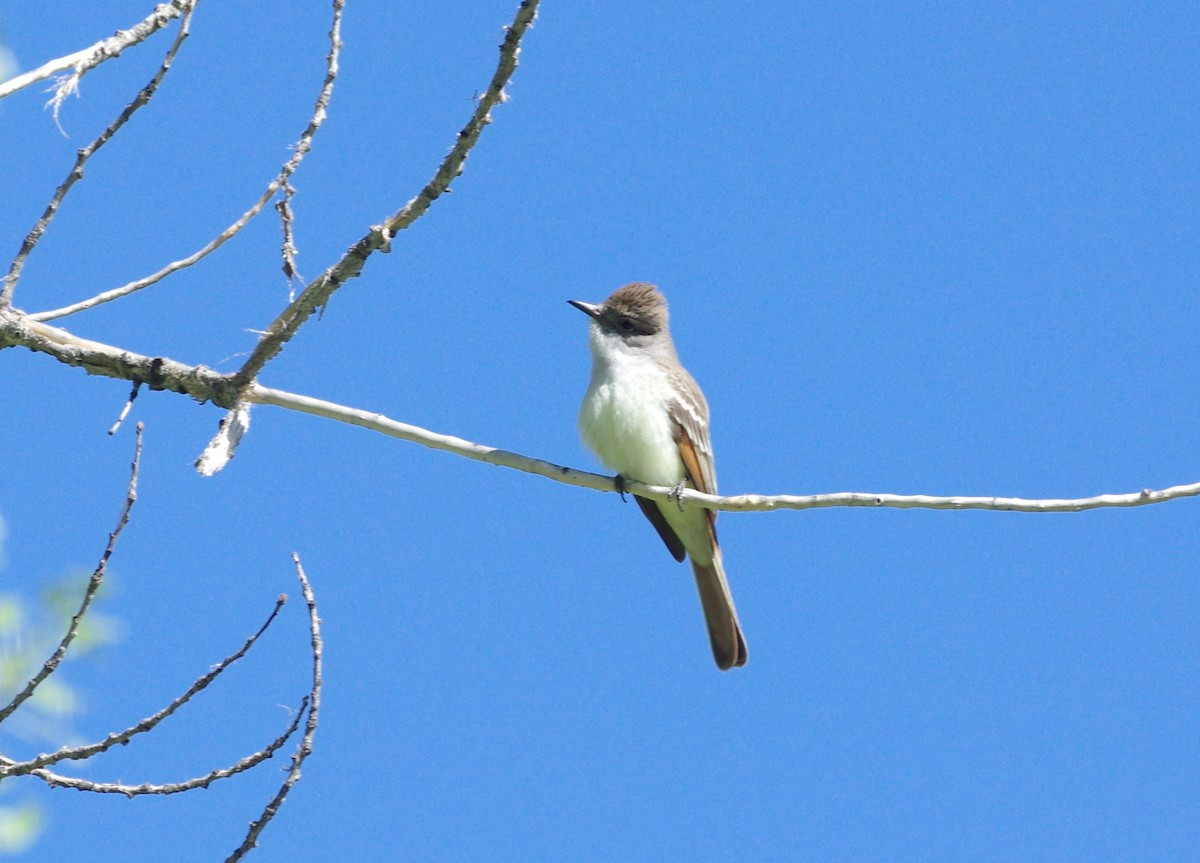 Ash-throated Flycatcher - ML155723301