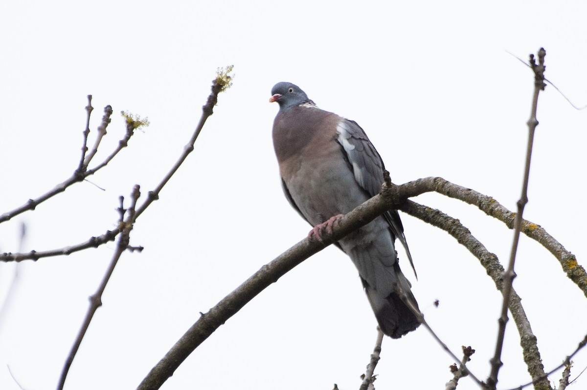 Common Wood-Pigeon - ML155725901