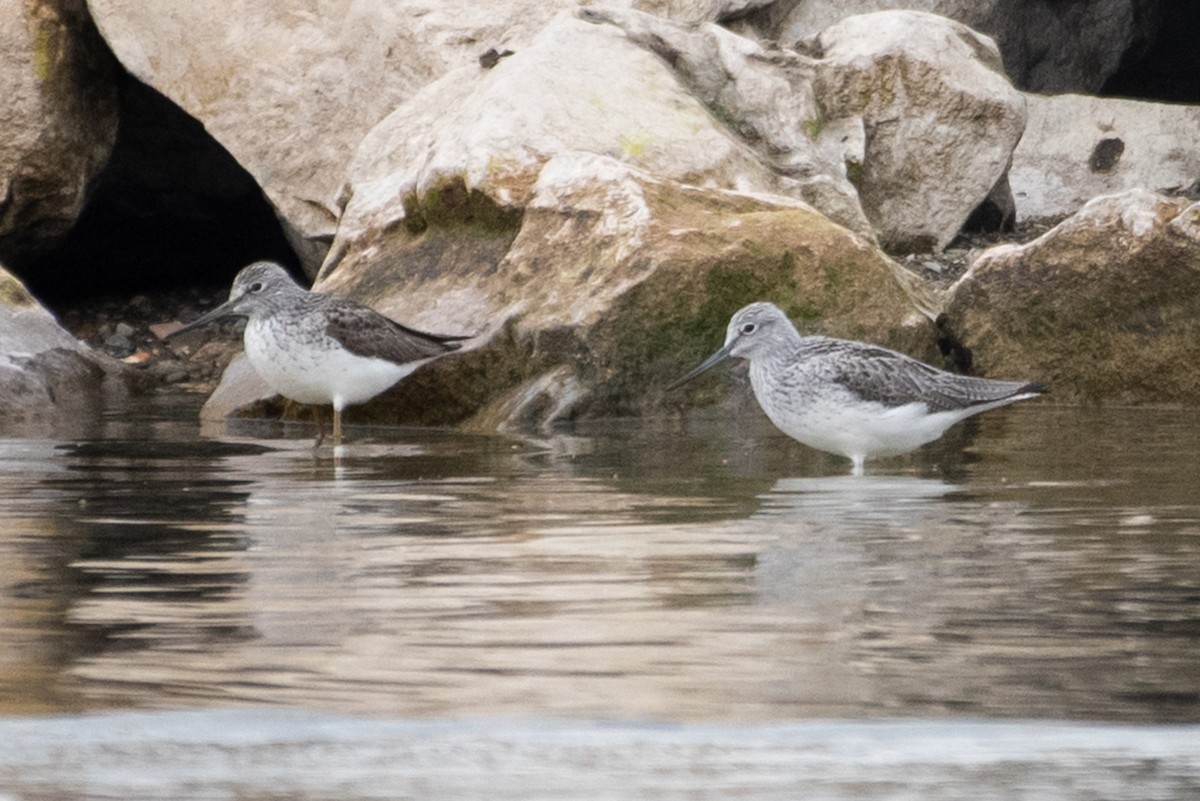 Common Greenshank - ML155726221