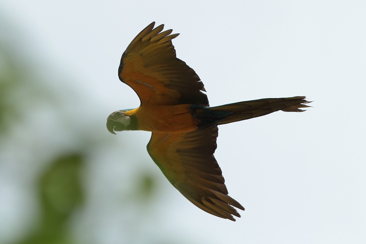 Blue-and-yellow Macaw - ML155726401
