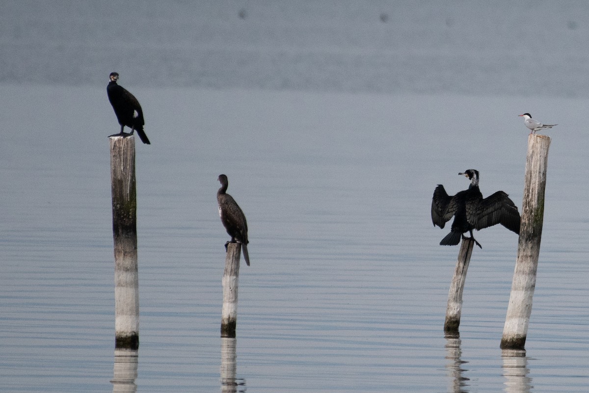 Great Cormorant - ML155726481