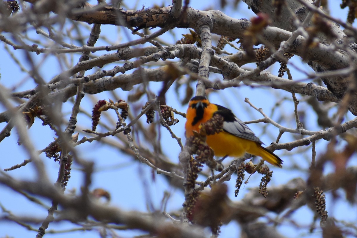 Bullock's Oriole - ML155731121