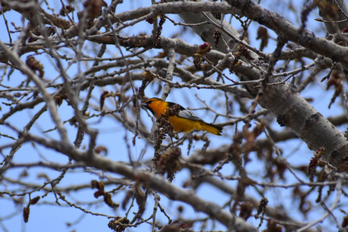 Bullock's Oriole - ML155731171