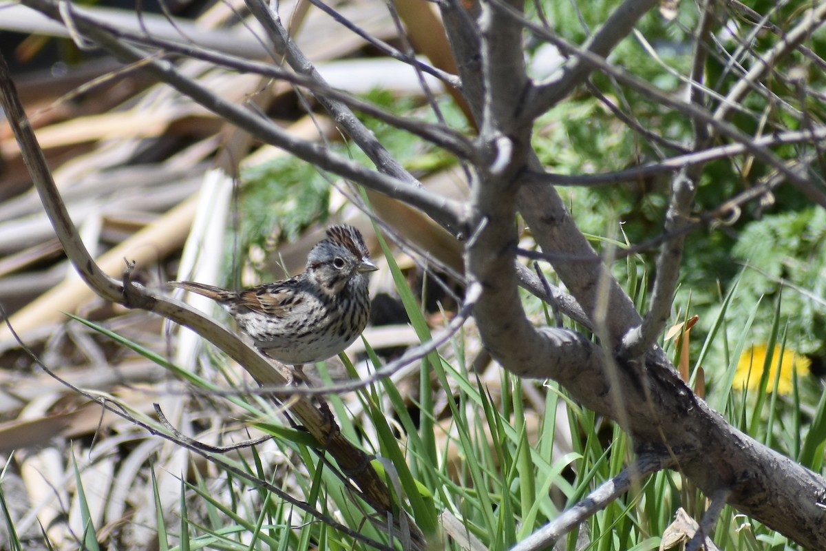 Lincoln's Sparrow - ML155731801