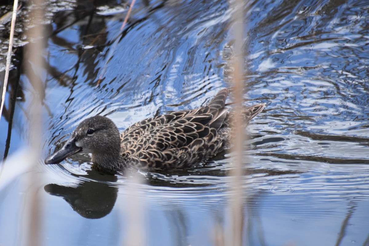 Blue-winged Teal - ML155733001