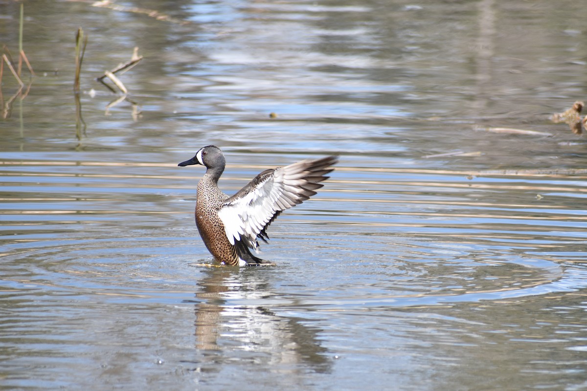 Blue-winged Teal - ML155733061