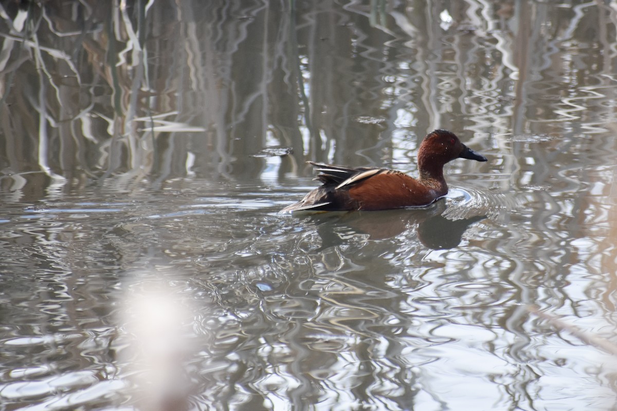 Cinnamon Teal - ML155733361