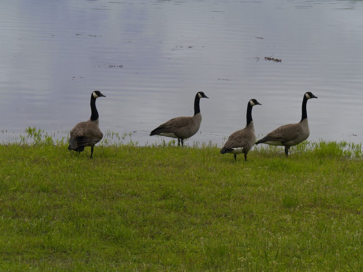 Canada Goose - ML155733641