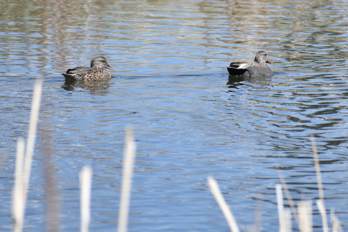 Gadwall - ML155733821