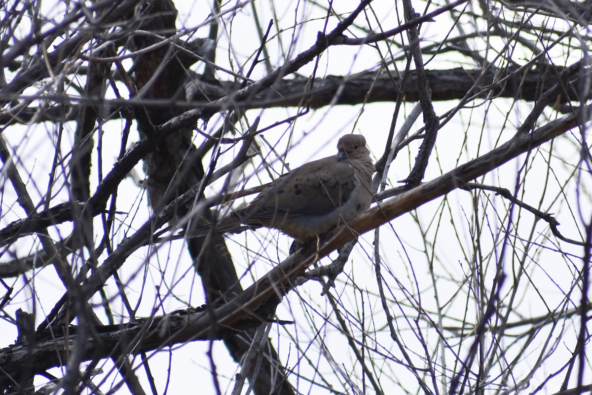 Mourning Dove - ML155734151