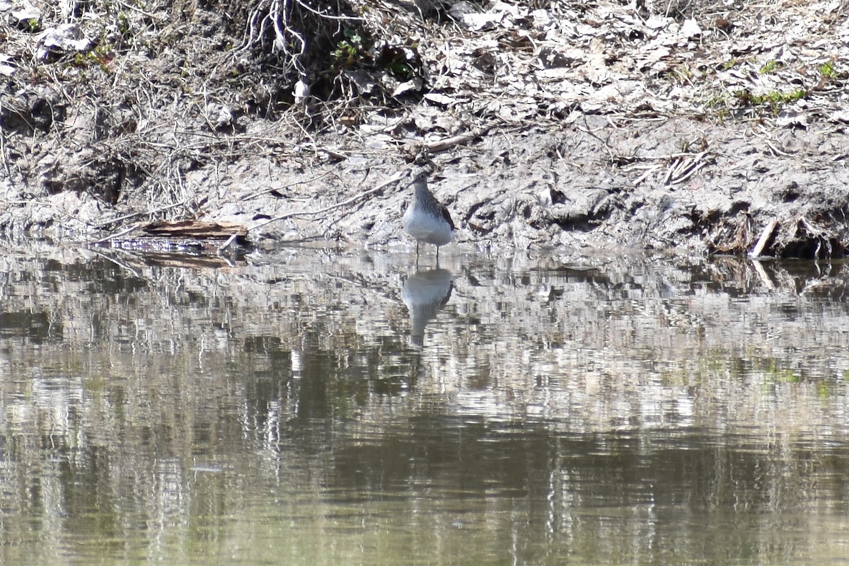Solitary Sandpiper - ML155734561