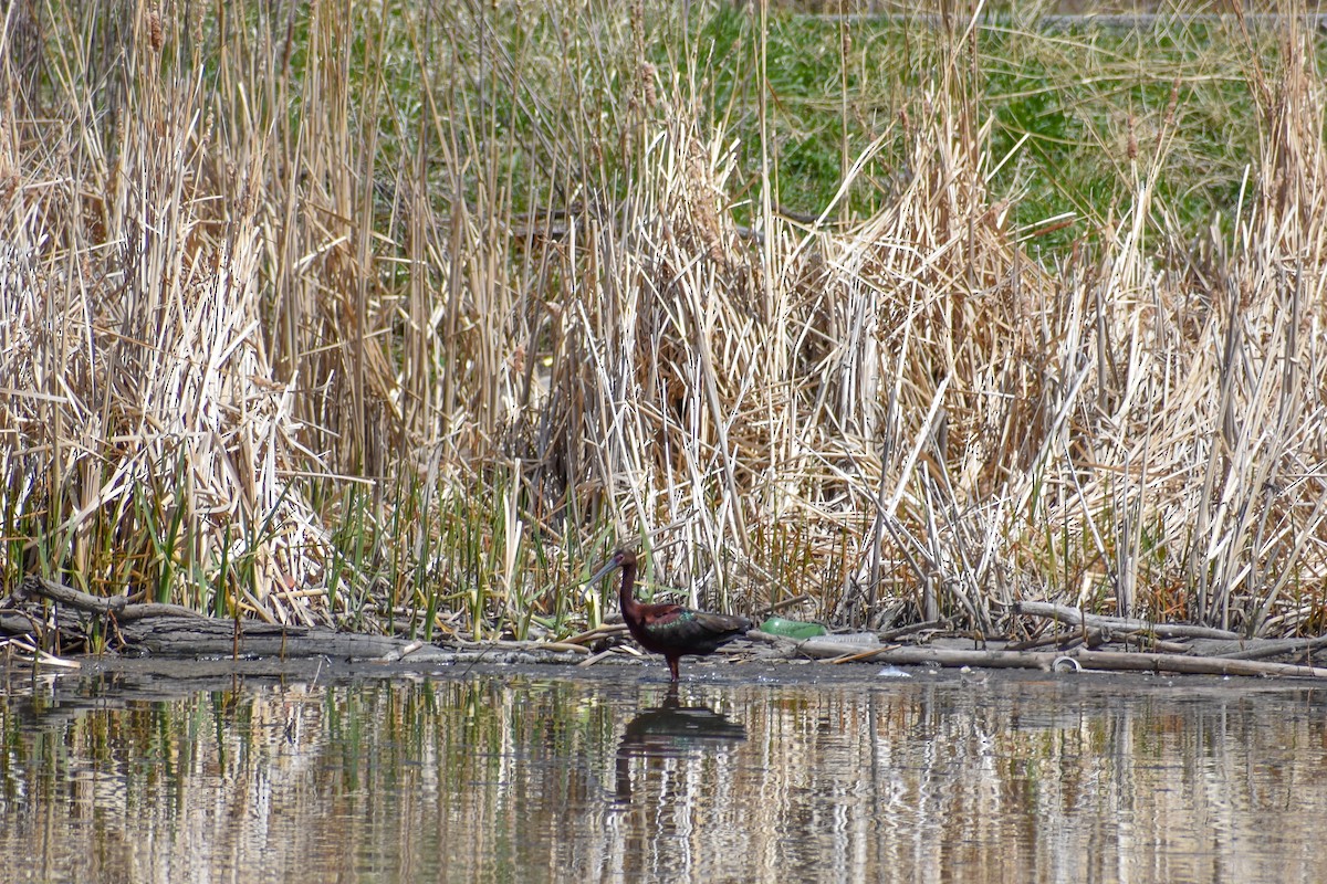 White-faced Ibis - ML155735041
